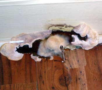 Dry Rot