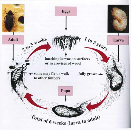 woodworm treatment