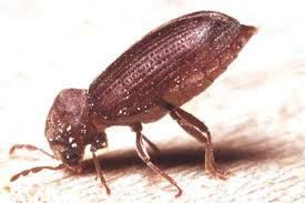 Common Furniture Beetle Woodworm Treatment